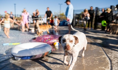 DOS Pool Pawty