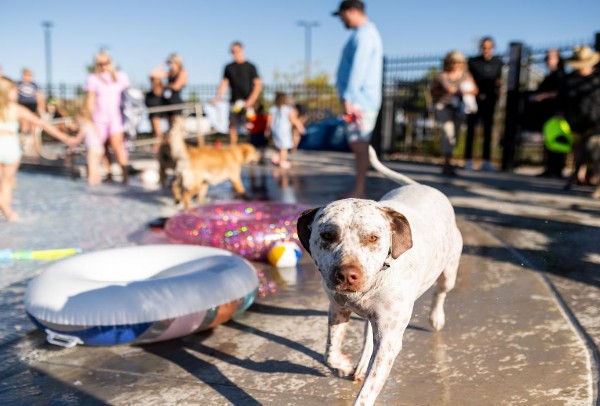 Dog Days of Summer – Pool Pawty