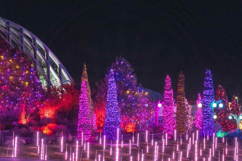 20231114_blossoms-of-light-gallery21.jpg