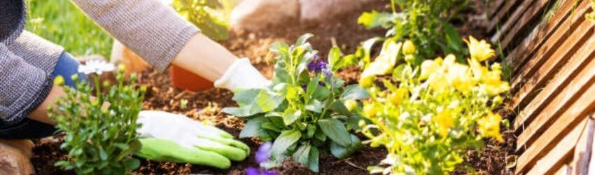 Gardener plants vibrant flowers near wooden fence.