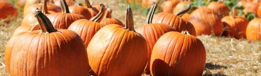 Several pumpkins sitting in a sunlit field.