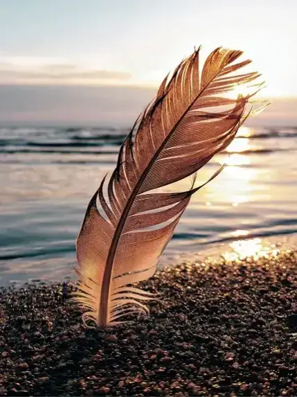 Feather standing on beach sand with ocean sunset background