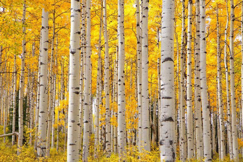 Aspen trees with vibrant yellow autumn leaves.