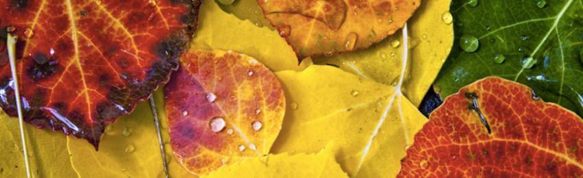 Colorful autumn leaves with raindrops scattered around.