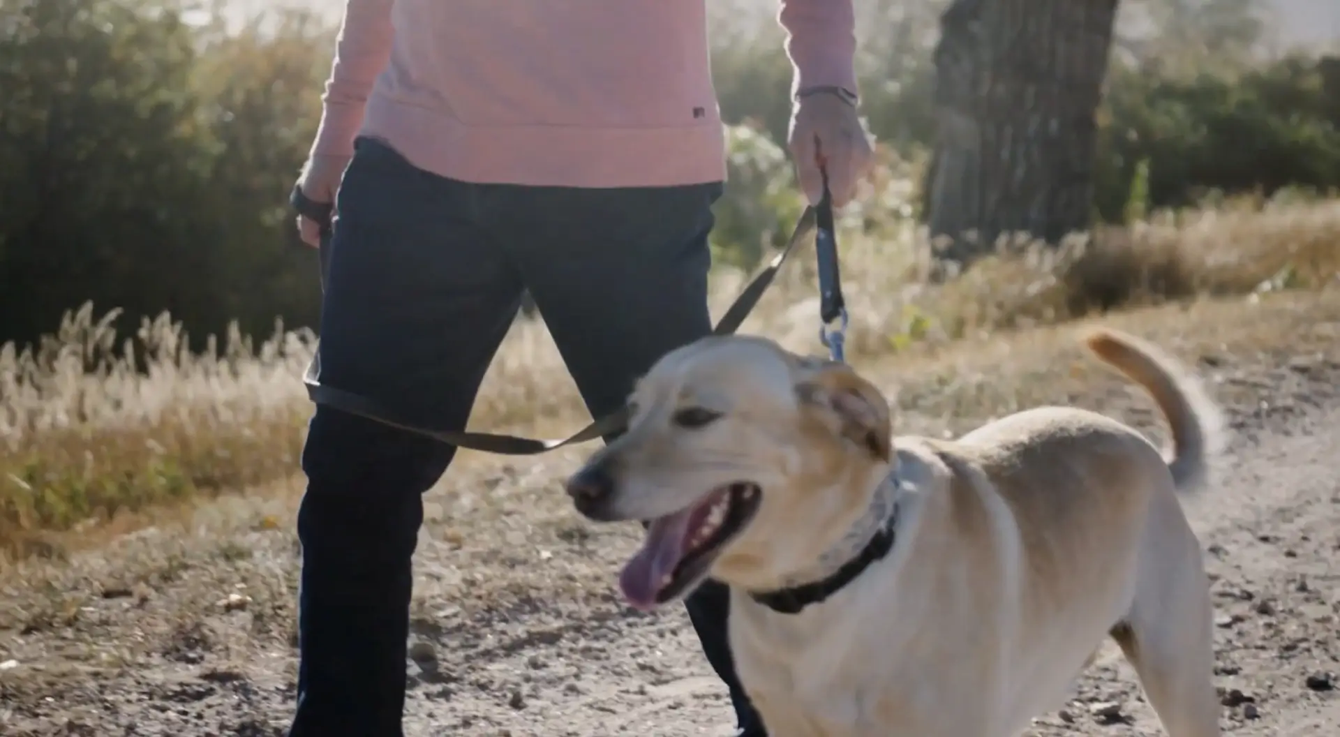 Person walking happy dog on a sunny path.