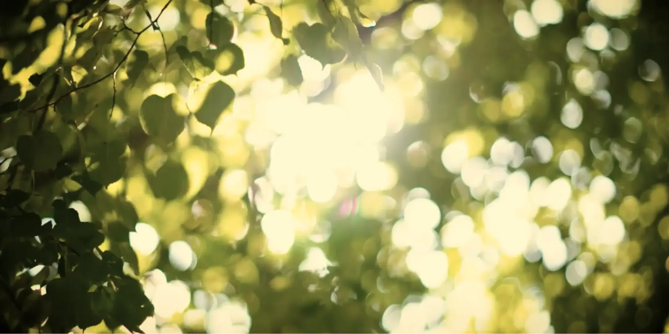 Sunlight filtering through green leaves, creating bokeh effect.