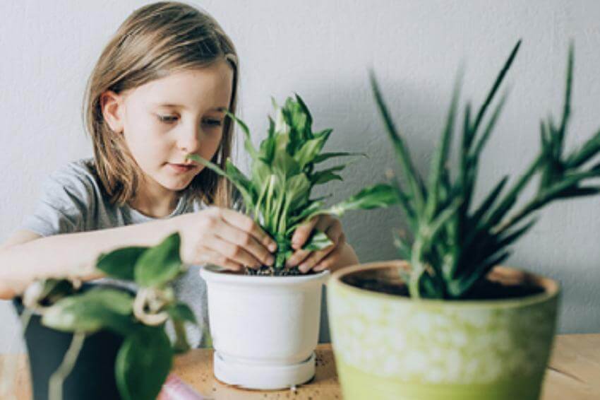 Child tending to potted plants indoors.