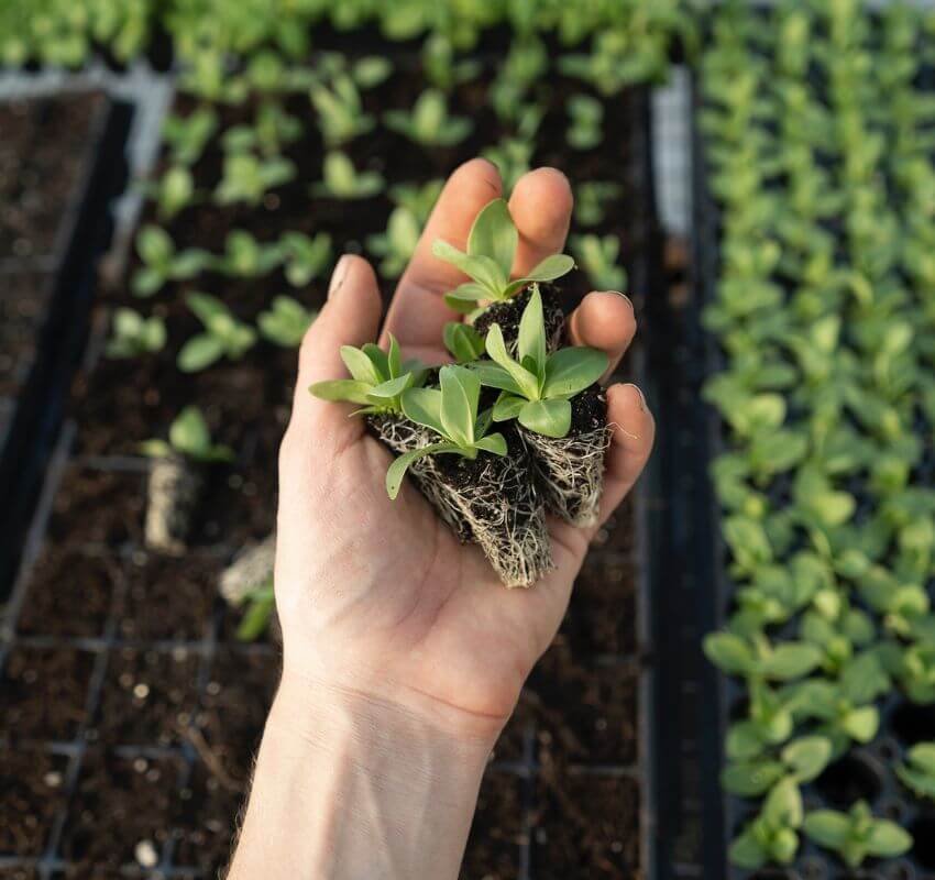 Hand holding young seedlings with soil and roots.