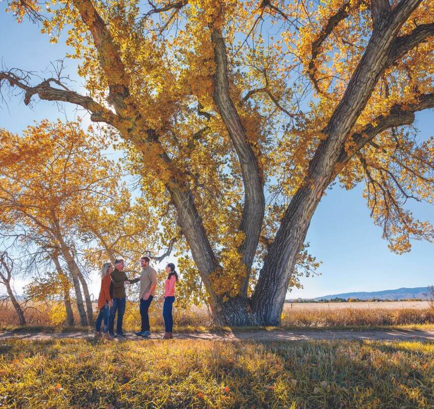 Four people talking under large, leafy tree.