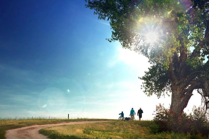 Family walking and biking under a large sunny tree.