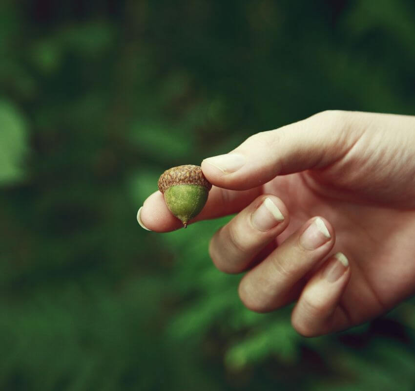 Hand gently holding small green acorn outdoors.