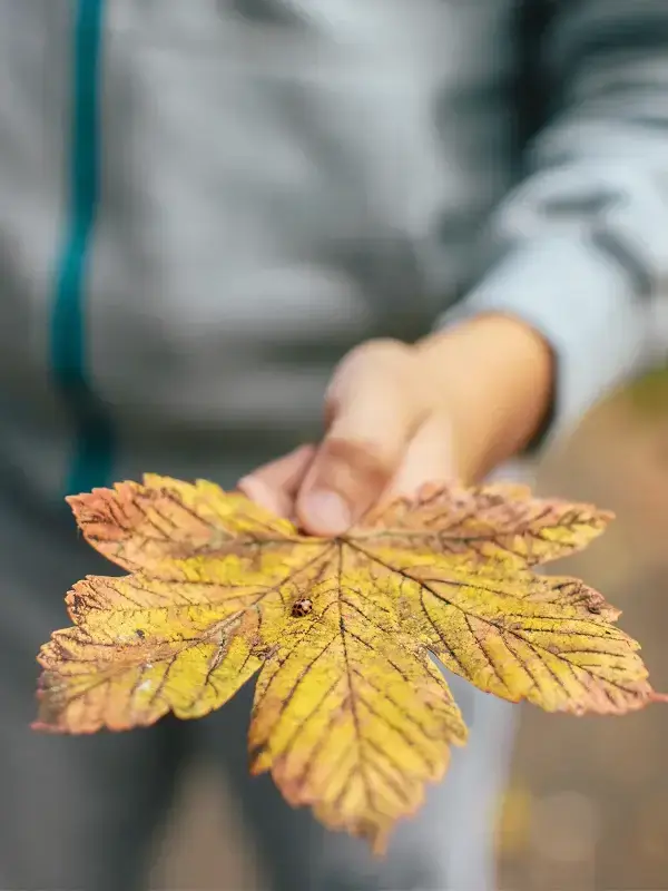 Person holding an autumn leaf during an outdoor nature walk near the community