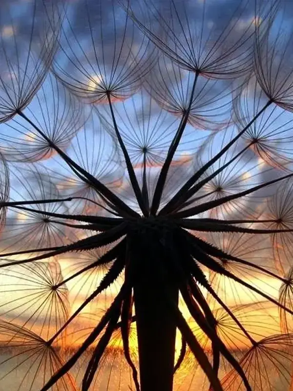 Close-up silhouette of dandelion seeds against a colorful sunset sky