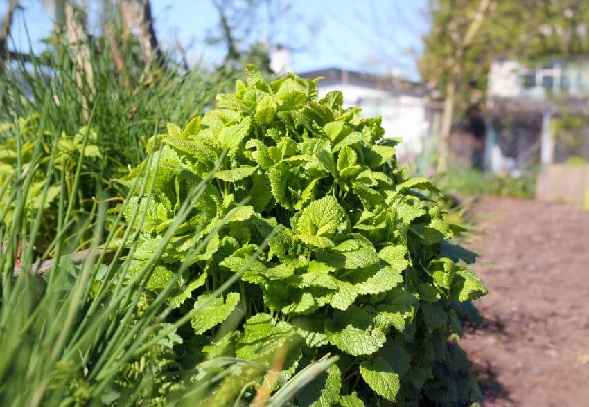 Lush green plant growing in a garden.