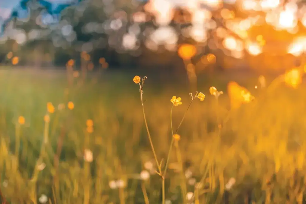 Wildflowers softly illuminated by golden sunset light.
