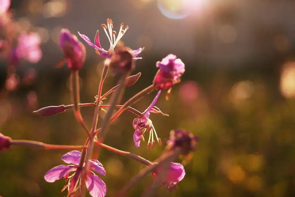 Sunlight illuminating pink wildflowers in a garden.