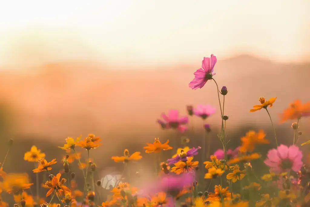 Wildflowers blooming vibrantly in a sunlit meadow.