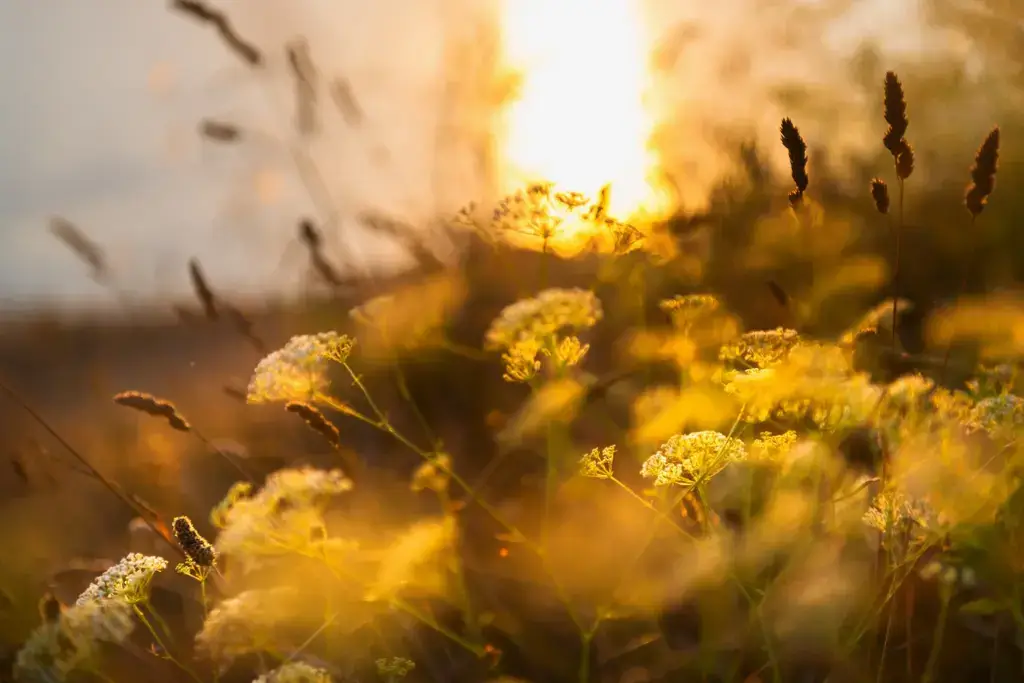 Wildflowers glowing in warm, golden sunset light.