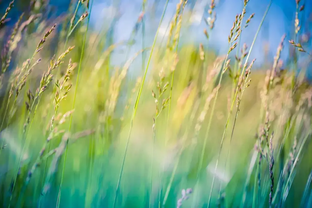 Tall grass swaying gently under blue sky.