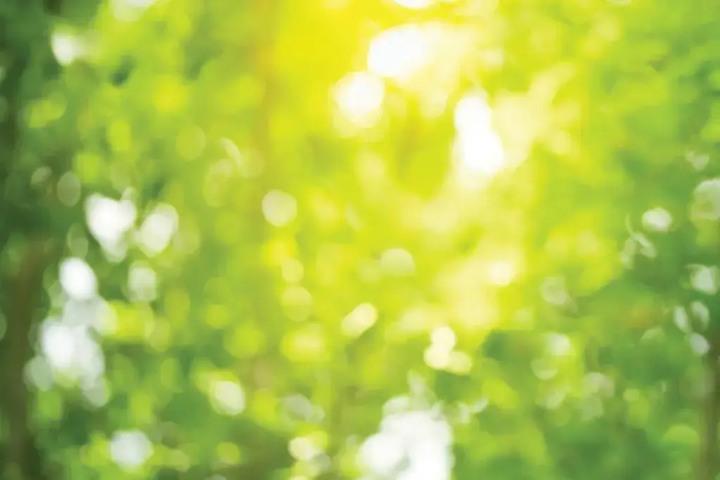Sunlight through lush, blurred green leaves.