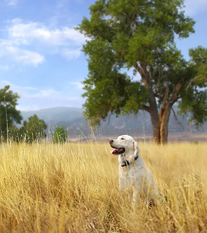 A dog sit outside