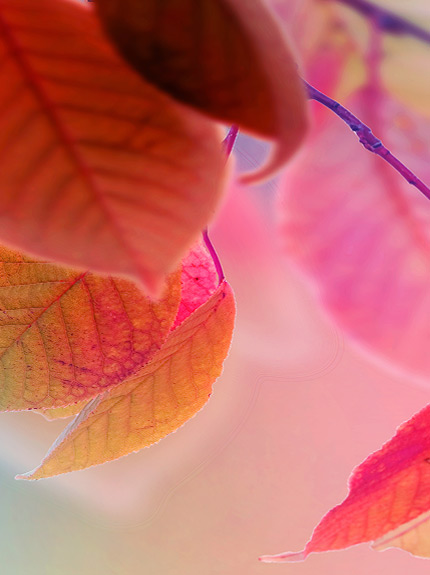 leaves