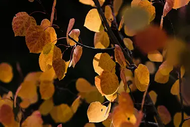 Leaves