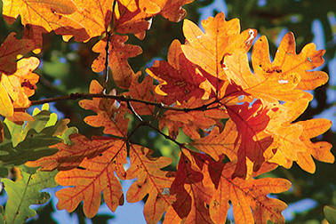 Fall leaves