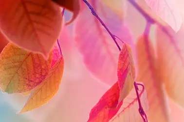 Fall Leaves