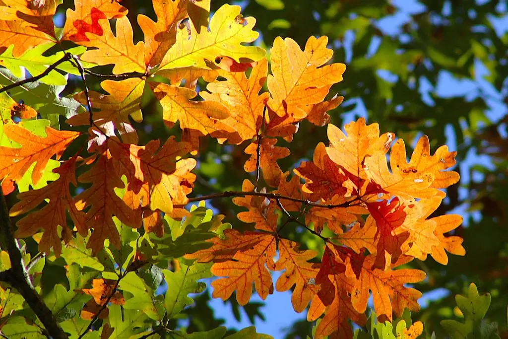Fall leaves