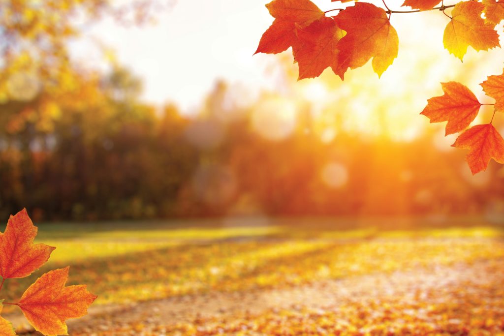 Fall Leaves